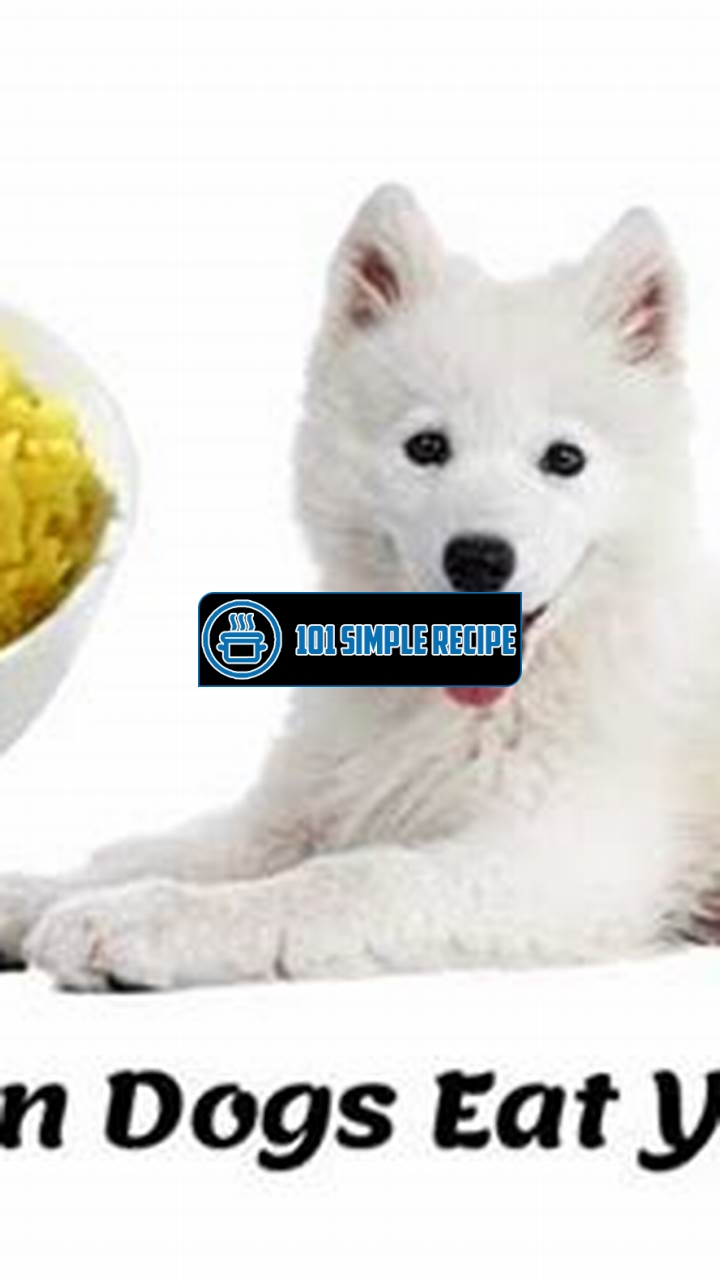 Are Dogs Safe to Eat Yellow Rice? | 101 Simple Recipe