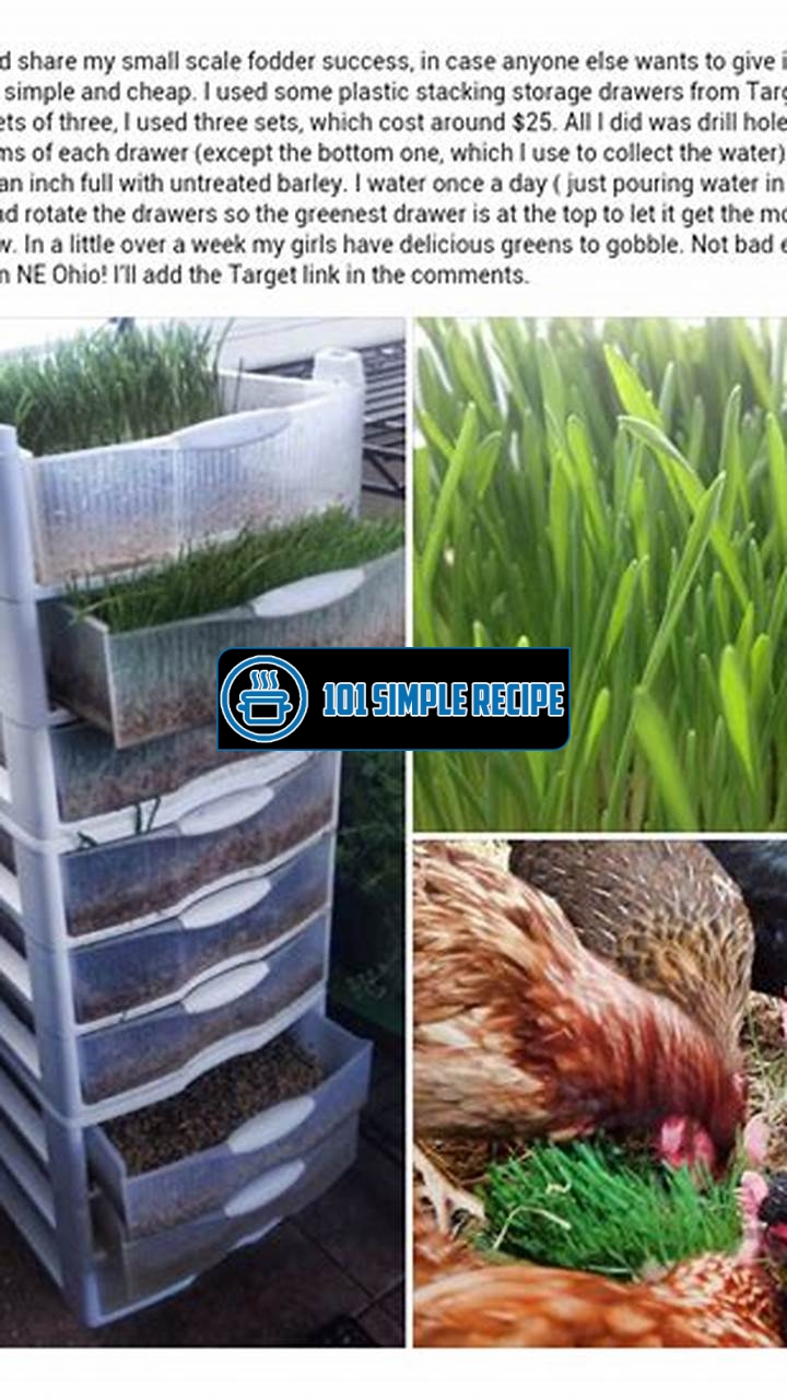 A Step-by-Step DIY Fodder System for Chickens | 101 Simple Recipe