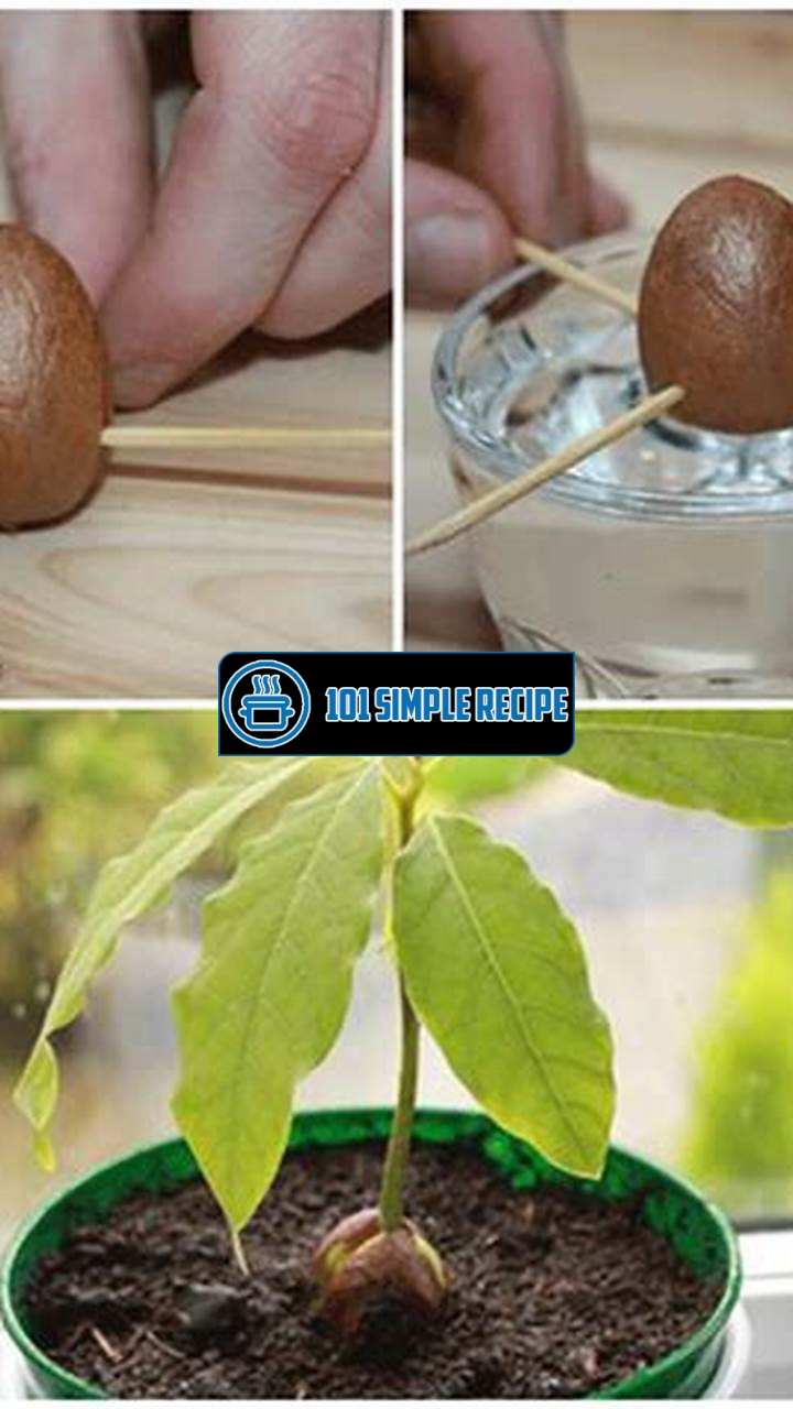 Create Your Own Avocado Tree with These Simple Steps | 101 Simple Recipe