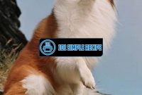 What is a Lassie Dog Called? The Complete Guide | 101 Simple Recipe